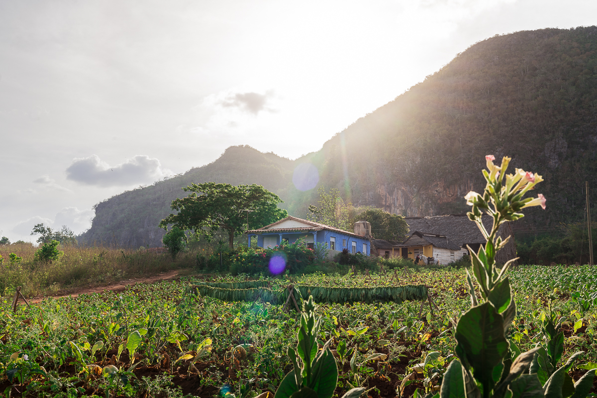 Vinales tobacco plantation 2 week Cuba itinerary