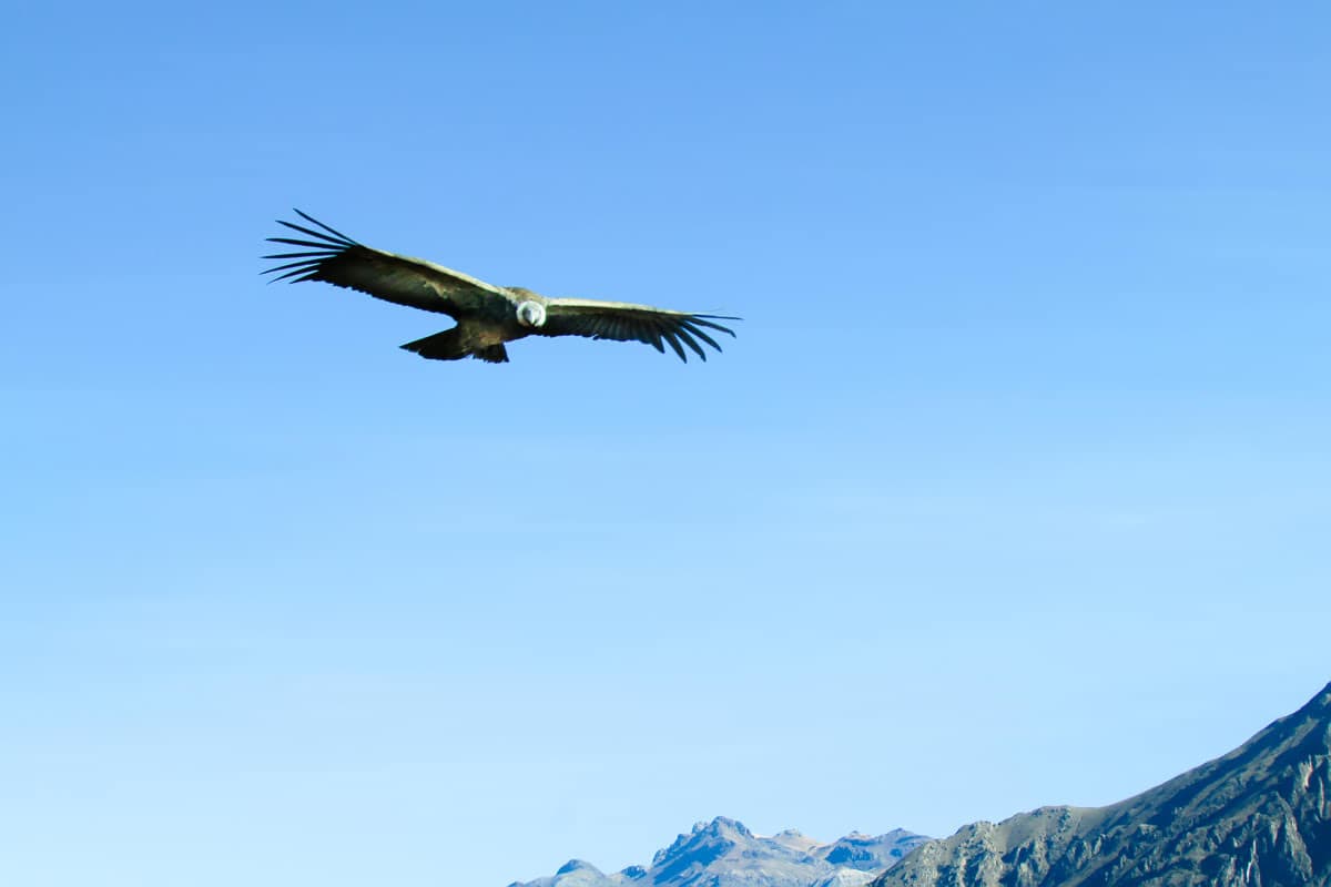 Condor Colca Canyon Tour Peru