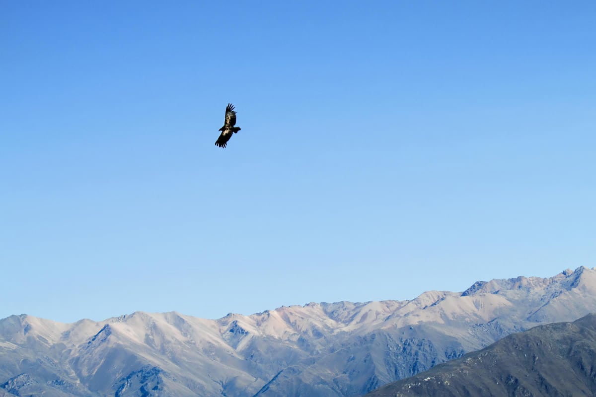 Condor Colca Canyon Trekking