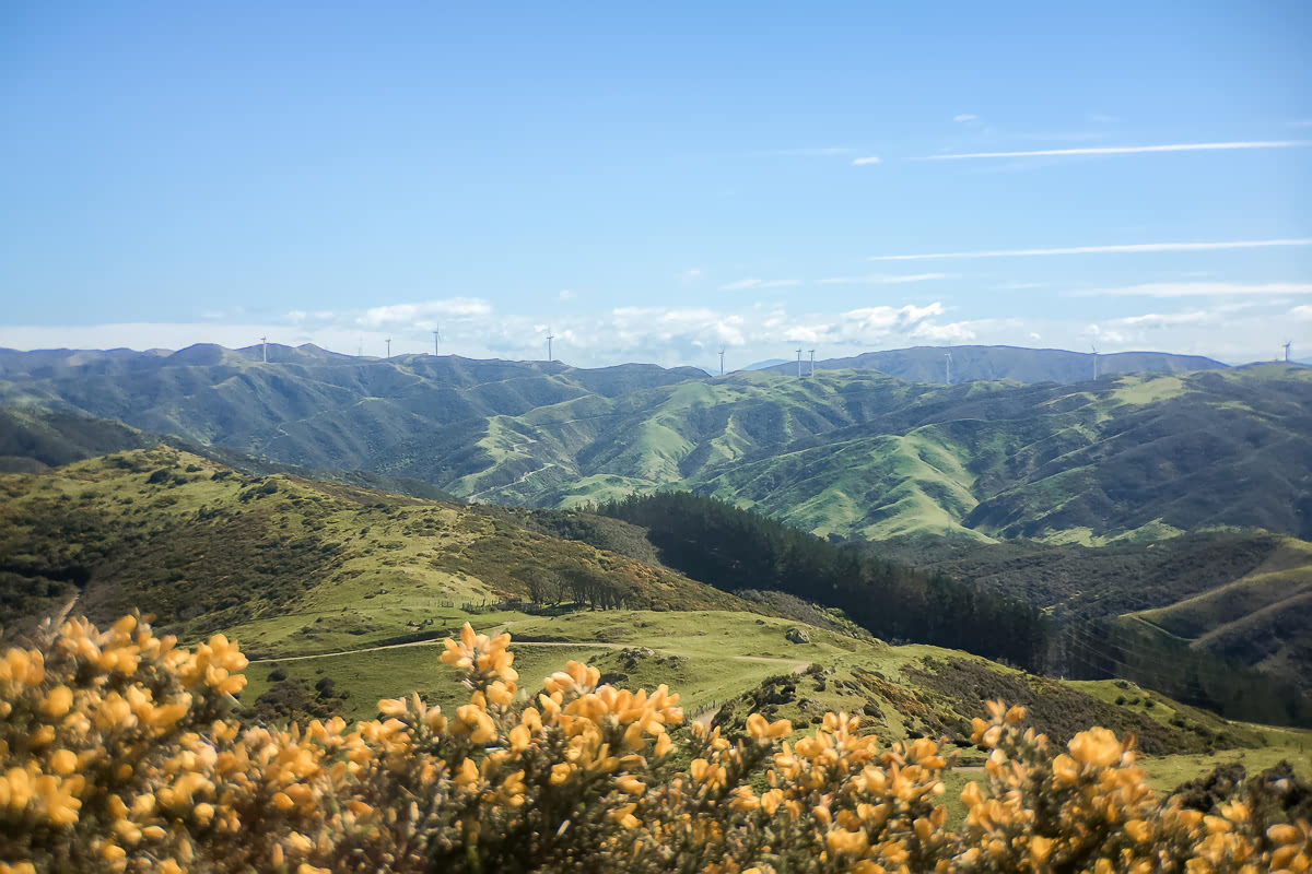 Hills in Wellington