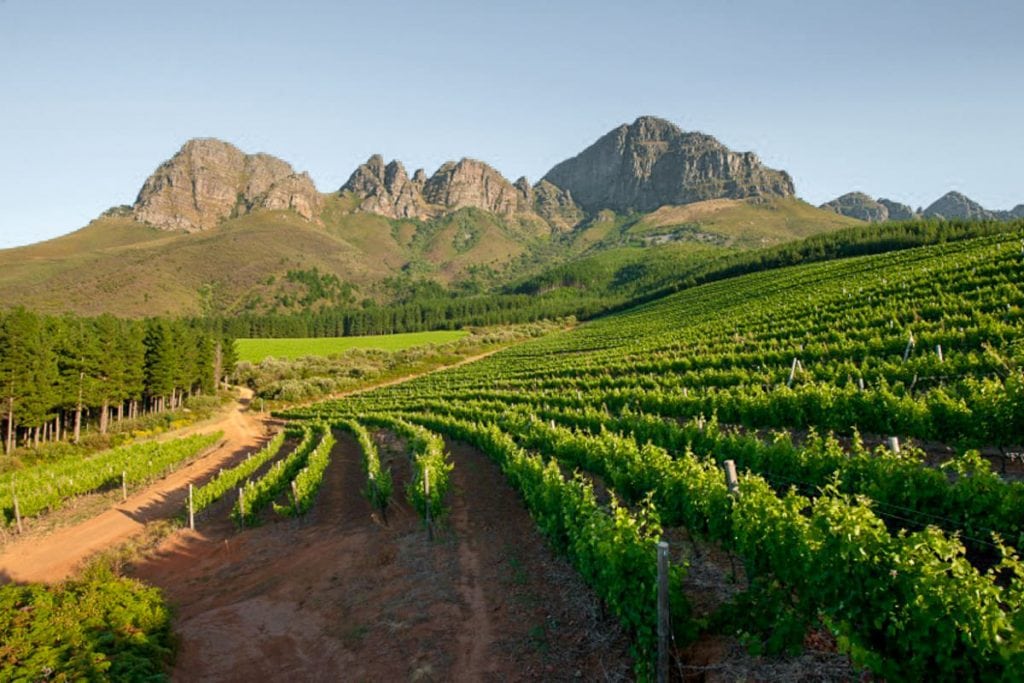 Lourensford vineyards near Cape Town