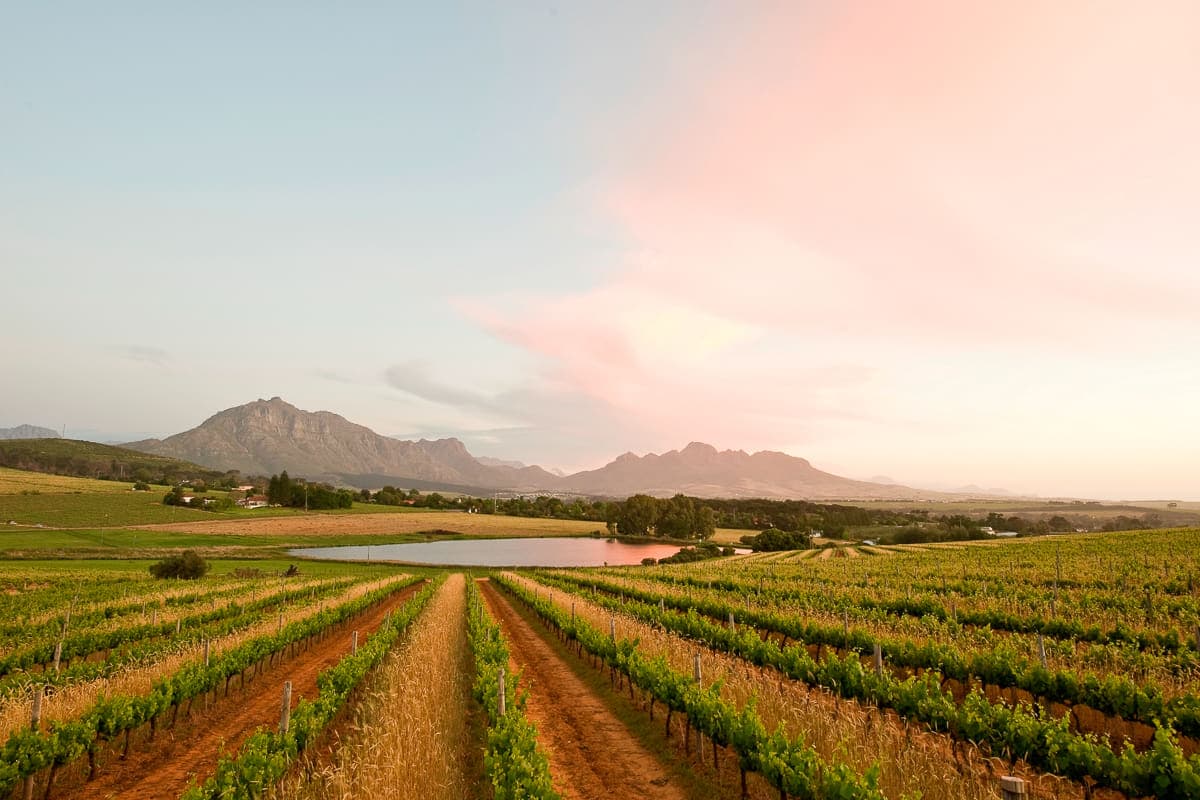 Middelvlei landscape - wine farms near Cape Town