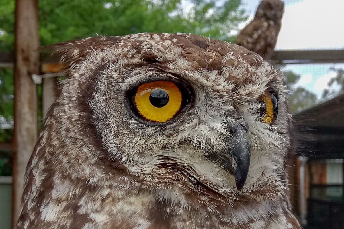 owl at Spier