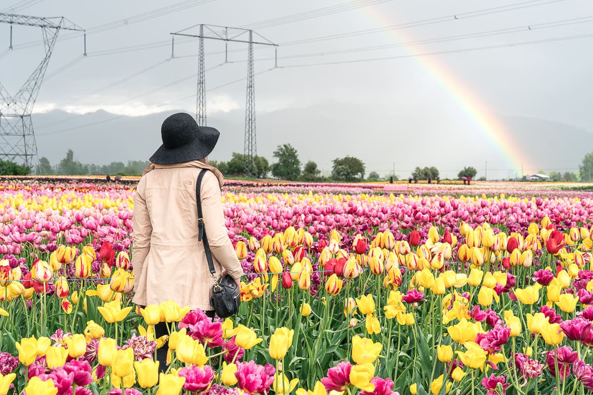 Bloom tulip festival