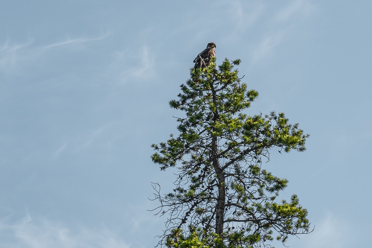 Bald Eagle on top of tree