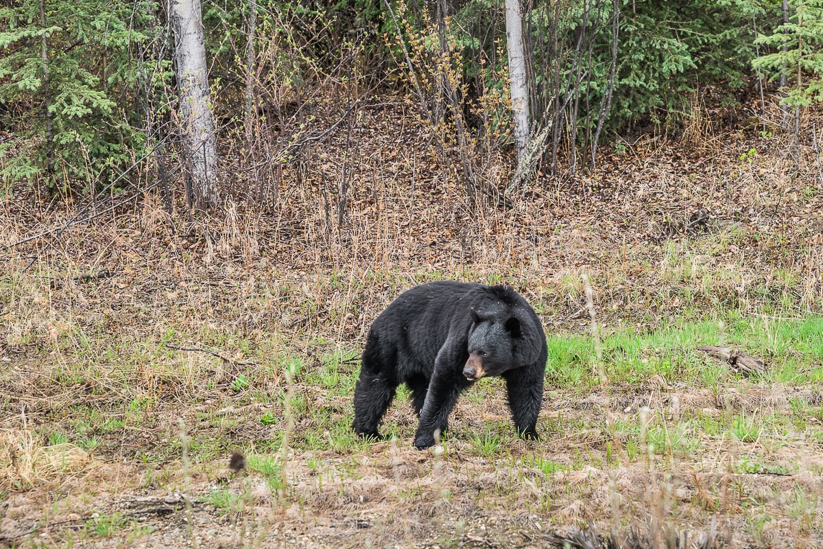 Black Bear Canada Yukon