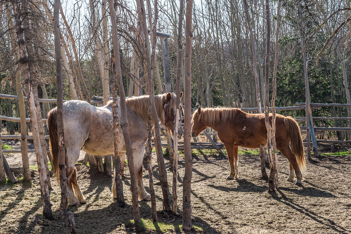 Horses at Sky High Yukon trips