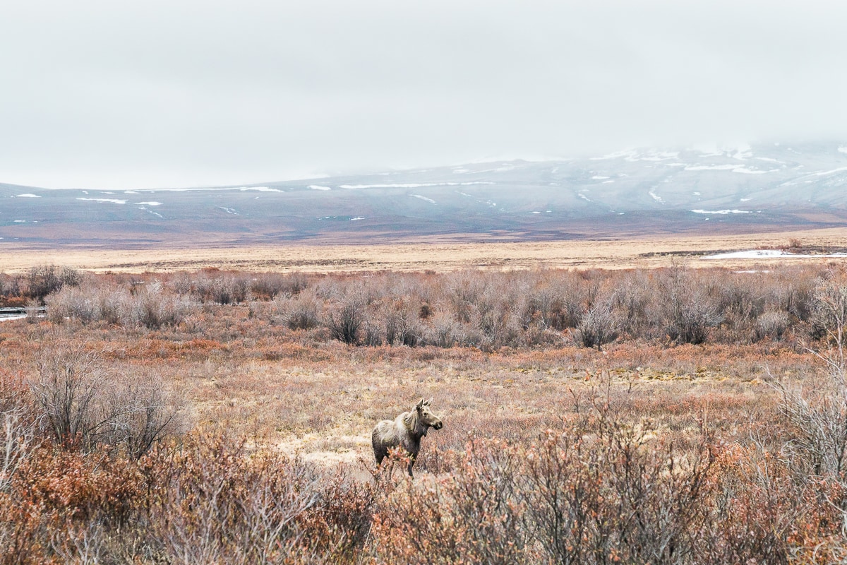 Moose on the Demspter Highway yukon itinerary