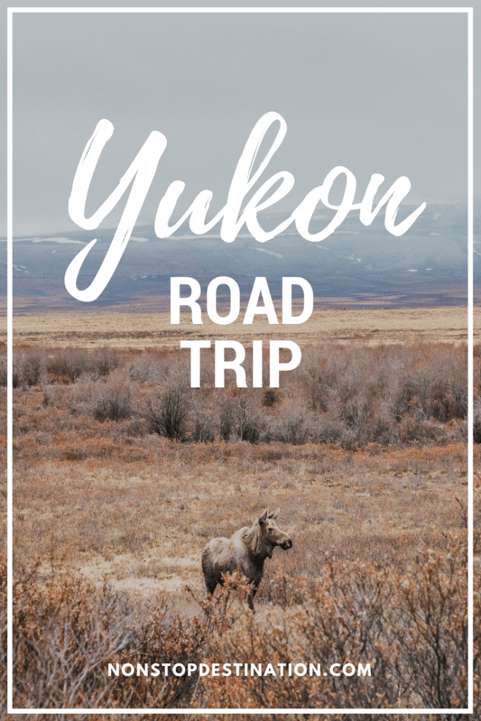 Yukon road trip - The Allure of the North - Where to go, where to stay, what to do, wildlife viewing #yukon #canada #roadtrip #spring #trip #wildlife #photography