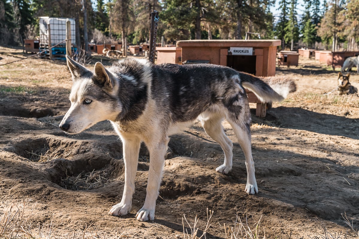 Sky High Wilderness Ranch Yukon